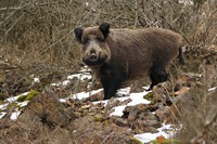 foto: kňour, autor Marek Mejstřík