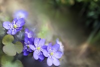 Zdroj: Pixabay