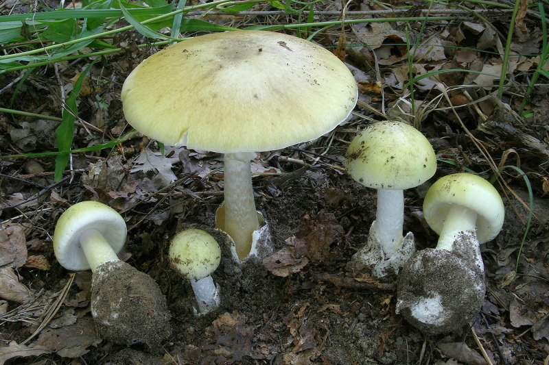 Muchomůrka zelená