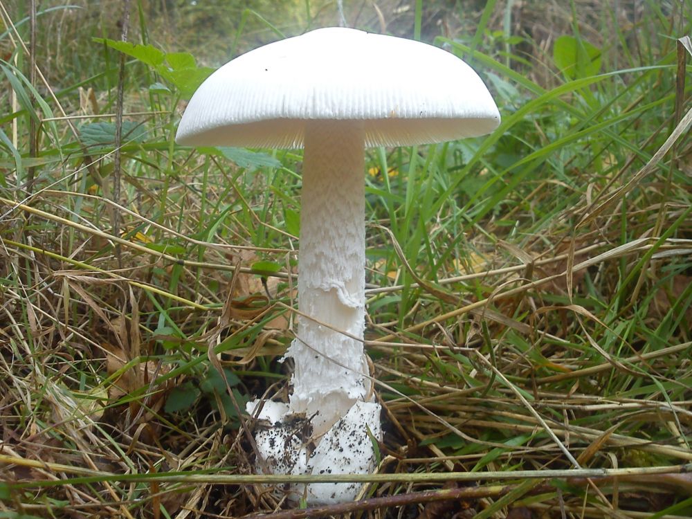 Muchomůrka jízlivá