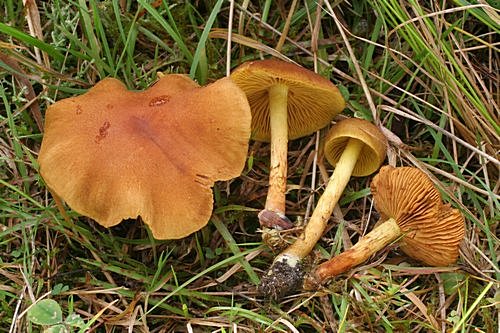 Pavučinec plyšový
