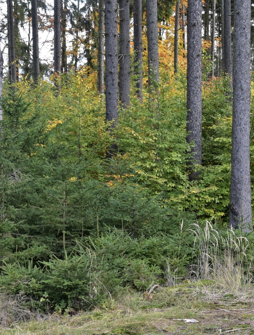 rozvrstvený smíšený porost s více druhy dřevin, autor Jan Řezáč