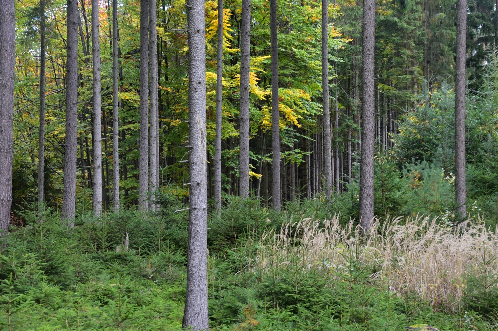 buk rostoucí pod smrkem vytváří základ pro nestejnověký, vícevrstvý porost, autor Jan Řezáč